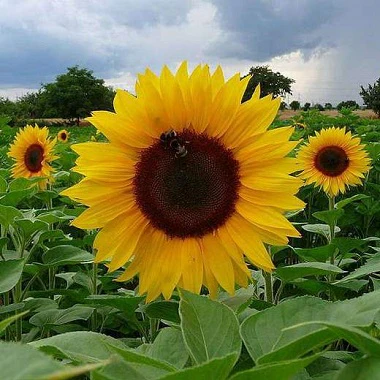 SunflowerRussianGiantSurajmukhi_1_380x