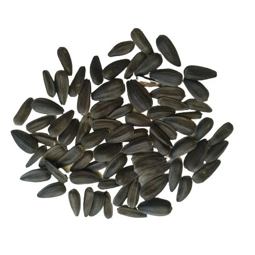 Sunflower_Russian_Giant_Surajmukhi_Flower_Seeds-removebg-preview_500x