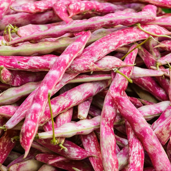 VelvetBean_VegetableSeeds_600x