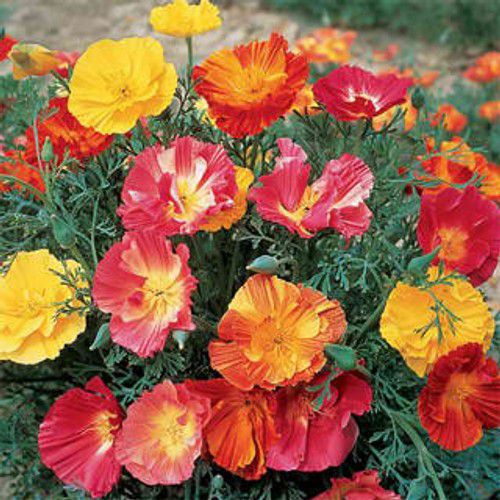 california-poppy-1_compressed_500x