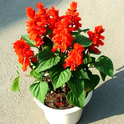 salvia-seeds-4_compressed_500x